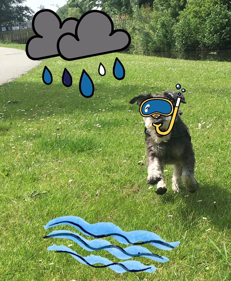 Dognition It Never Rains But It Paws The English Girl - 