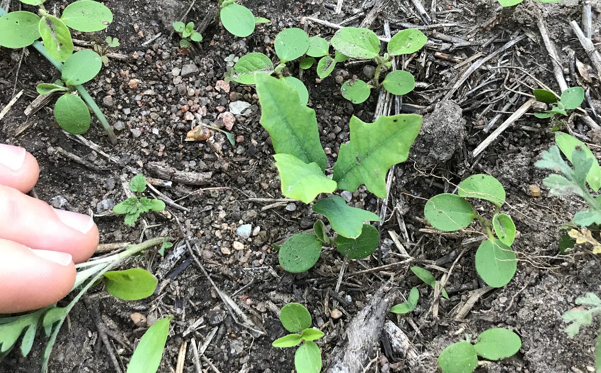 Growing An Oak Tree. Step 1. by Cage Johnson Medium
