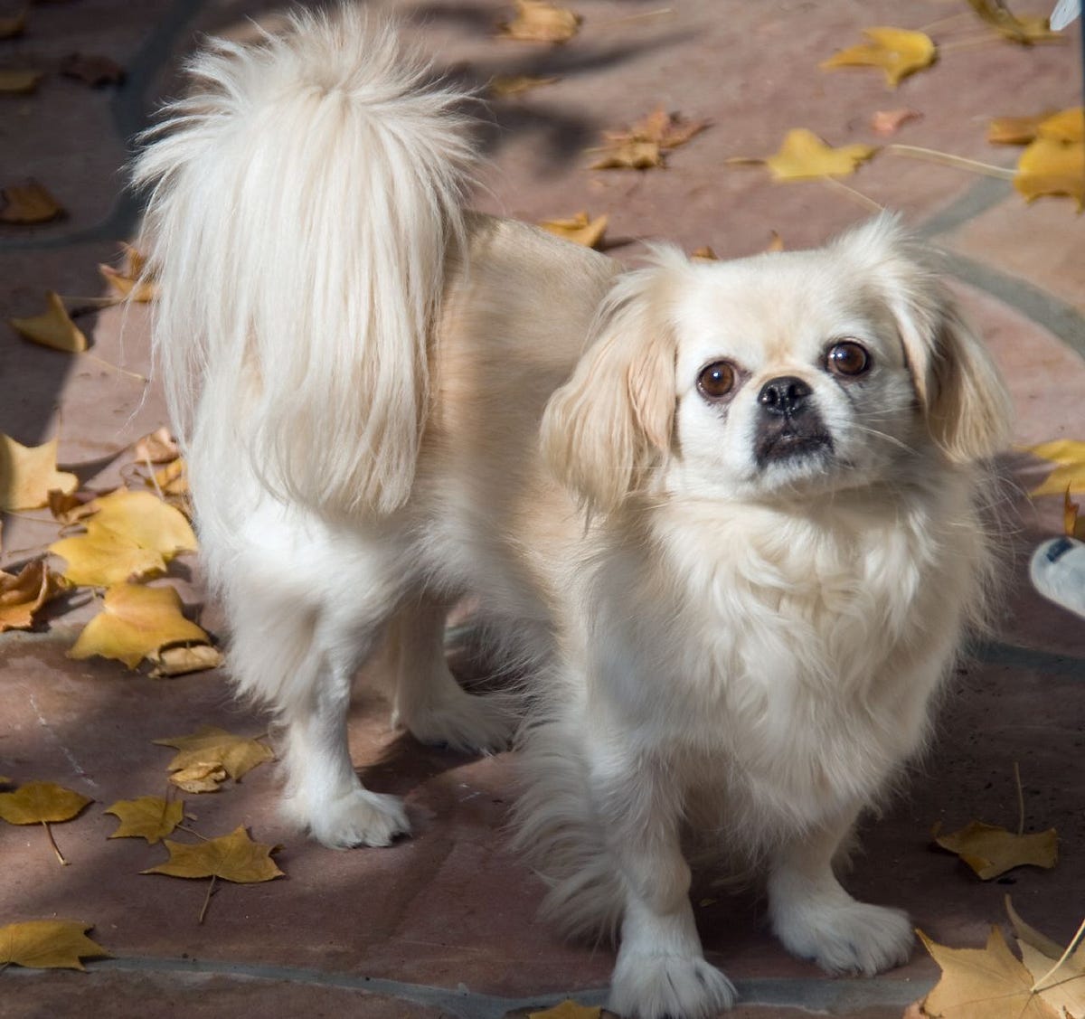 Chinese Dog Breeds List Top 10 Lovable Chinese Dogs