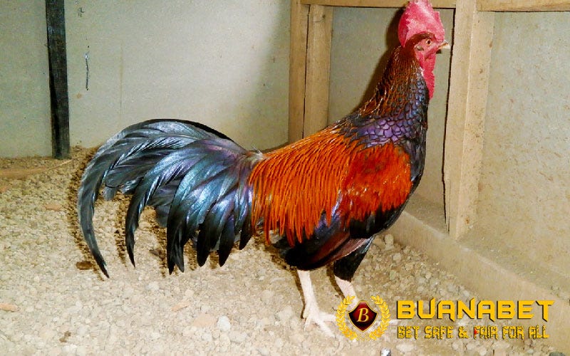 76 Gambar Ayam Hutan Hijau Terbaik 76 Gambar Ayam Hutan Hijau Terbaik