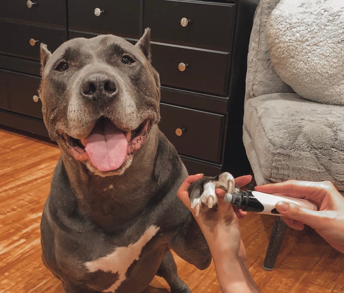 How to trim your dog’s nails — without hurting them! by Tiffany W