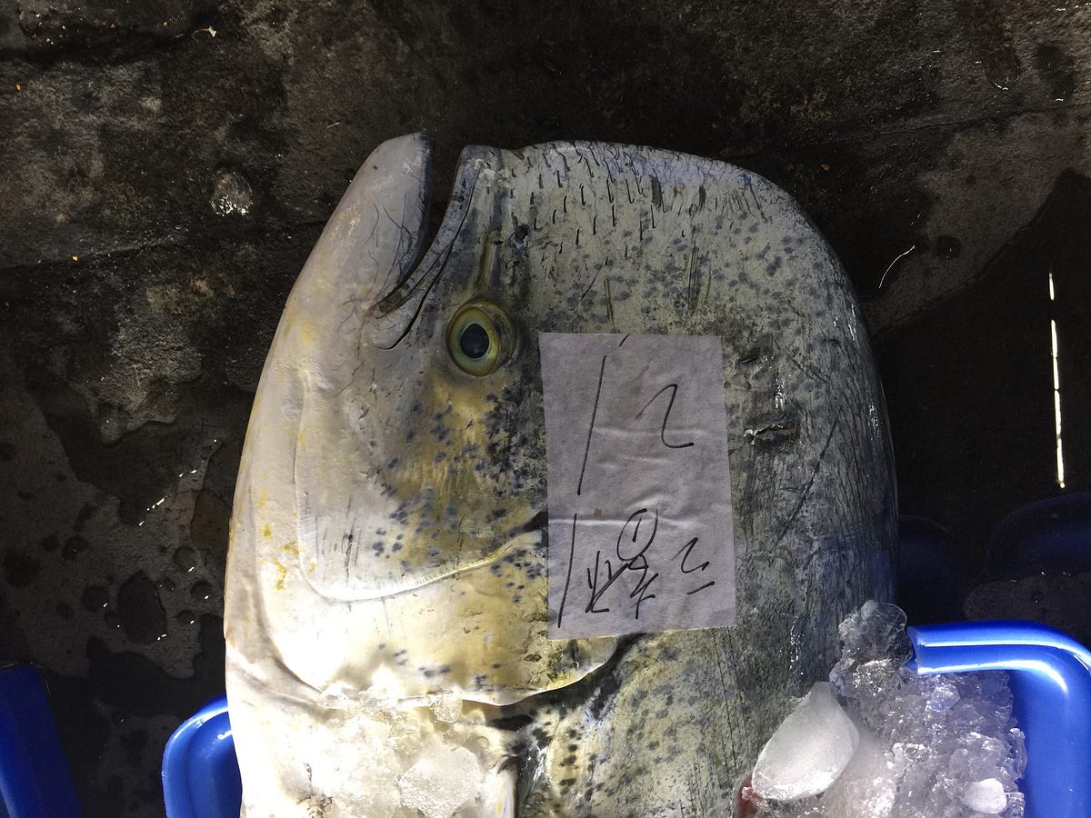 神不知鬼頭刀 料理昇華初階祕技大公開 熟成鬼頭刀雖然是白肉魚 洄游性的魚類 平時運動量很大 所以鮮魚肌肉內蘊含大量乳酸 By 愛爾文海洋主廚 神不知鬼頭刀 料理昇華初階祕技大公開 熟成鬼頭刀雖然是白肉魚 洄游性的魚類 平時運動量很大 所以鮮魚肌肉內蘊含大量乳酸 By 愛爾文海洋主廚