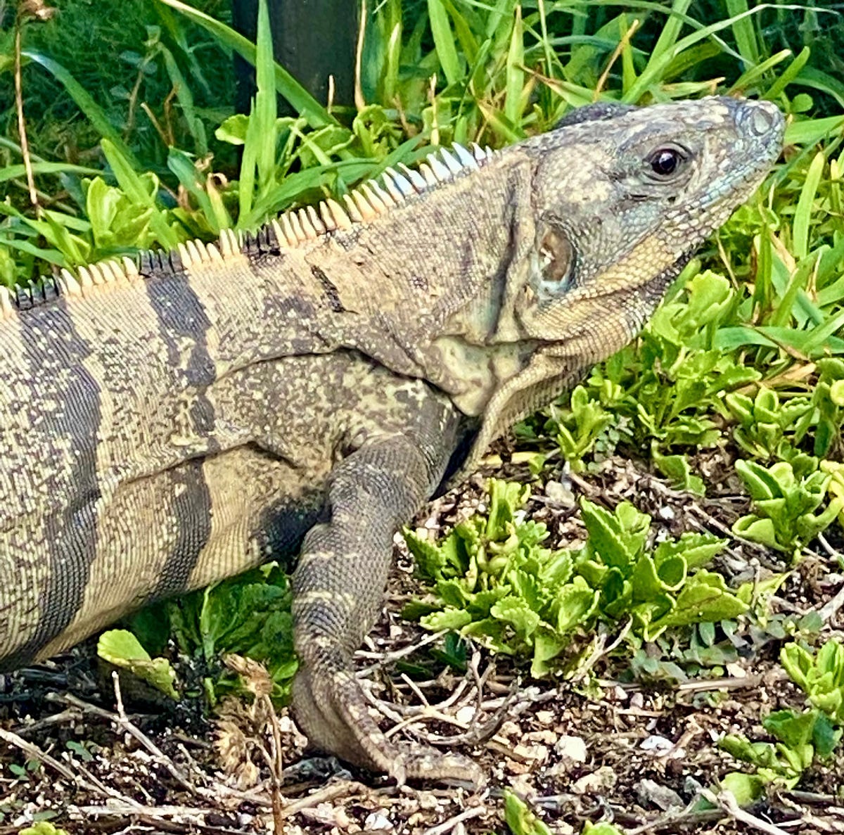 taking-care-of-business-always-on-the-hunt-to-be-better-by-naim