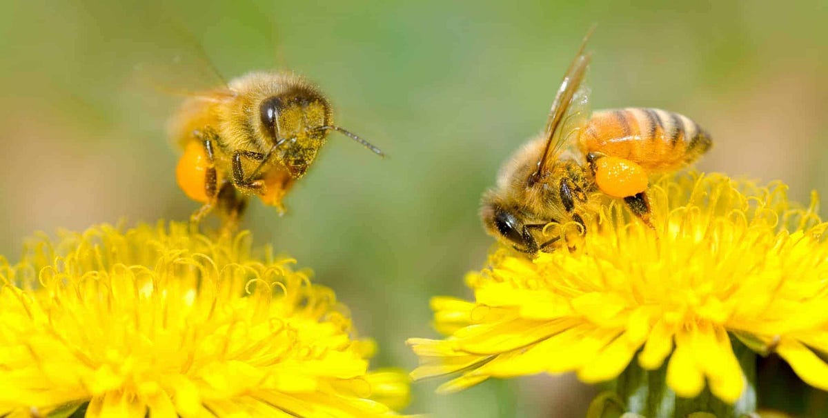 Luiza Vickers Bees Most important Animals which help in