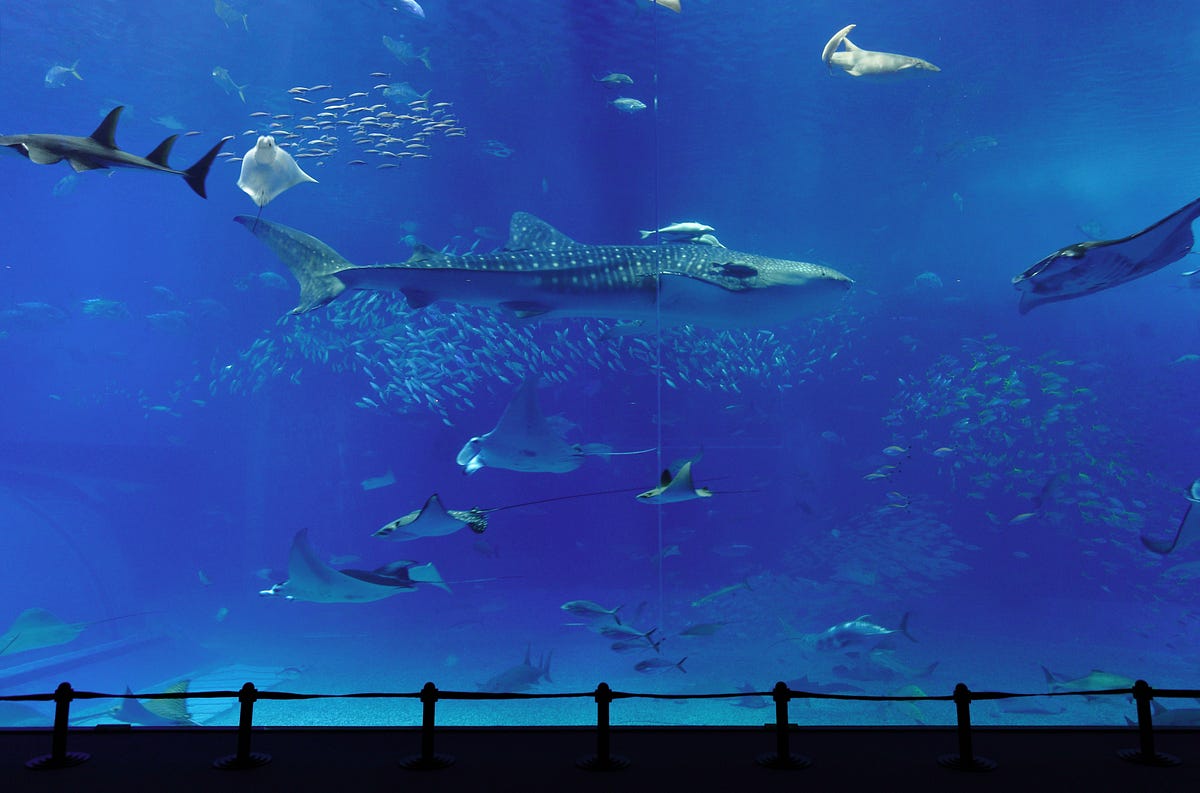 Shark Tank Secret To Success John Livesay Interviews Michael Parrish 