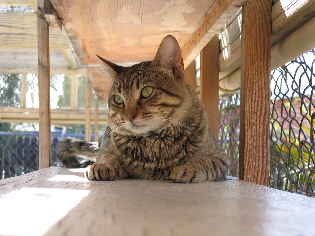 Tales From Cat Rescue Putting The Someone In Someone Do Something
