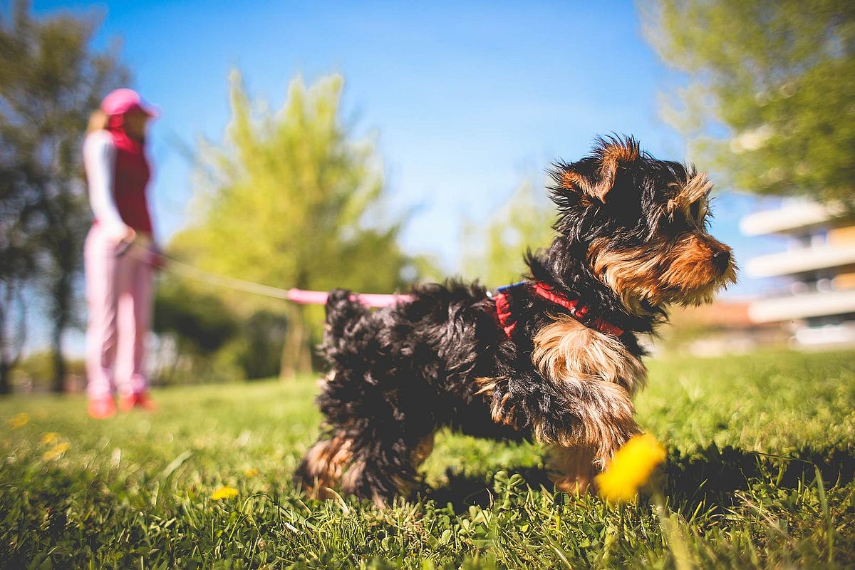 5 Common Mistakes Pet Professionals Make With Their Businesses By