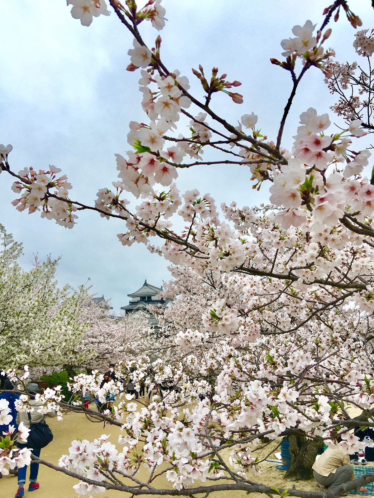 Hanami (cherry blossom party): How do Japanese enjoy ...