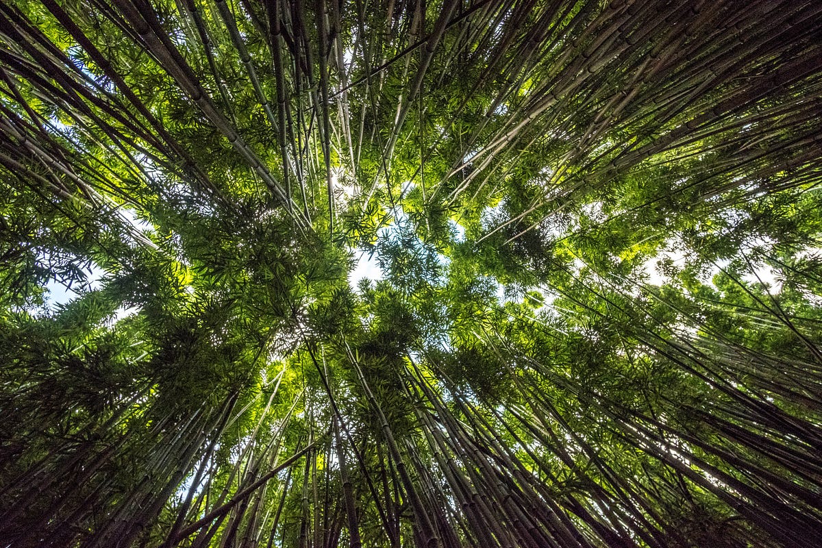 Growth Mindset The Perils Of A Good Research Story By Jay Lynch Medium