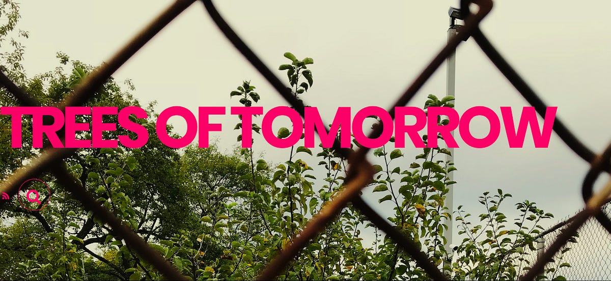 TREES OF TOMORROW (PART 1 OF 3 BRANCHING) MARGARETHA HAUGHWOUT FIELD NOTES UNEARTHING