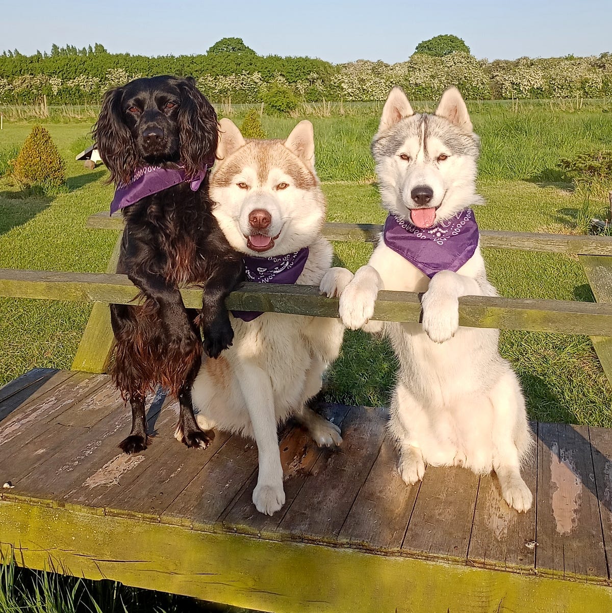 How I Chose My Dogs Names.. When people ask me my dog’s names, I… by