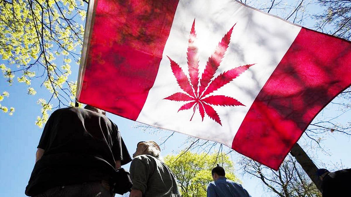 Закон канады о марихуане куст конопли с дом