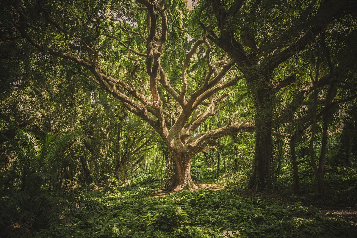 Understanding The Complex Dynamics Of Forest Ecosystems By Carbon Radio Age Of Awareness Medium