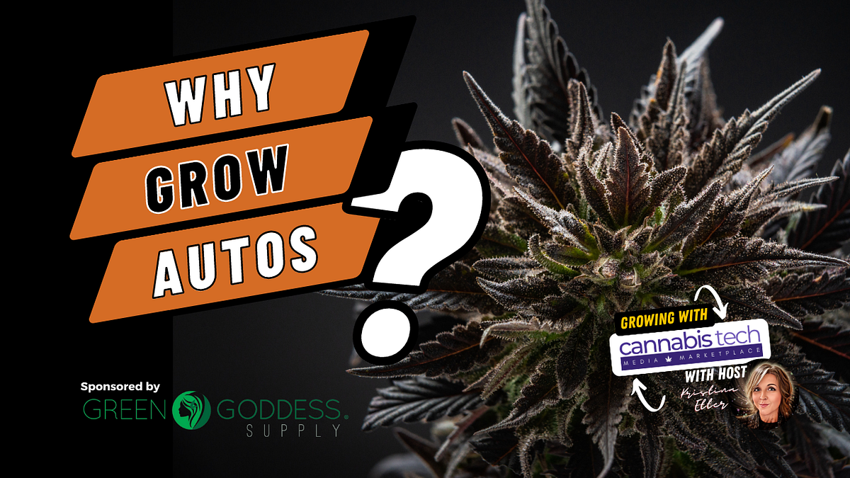 Autoflowers for Your Home Grow. Autoflower cannabis offers numerous