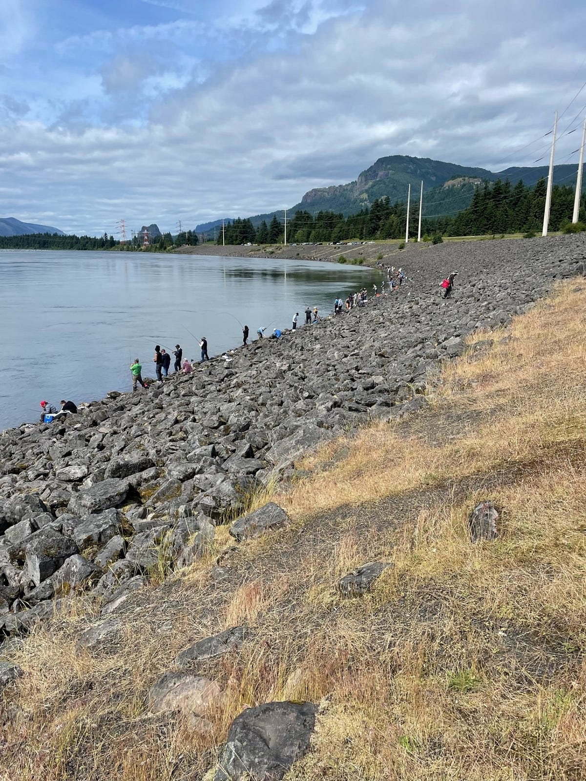 Columbia River shad run tops 1.5 million and more are streaming upriver