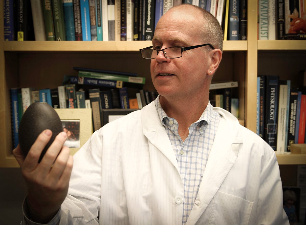 Division of Comparative Endocrinology by Alice C. Gibb Medium