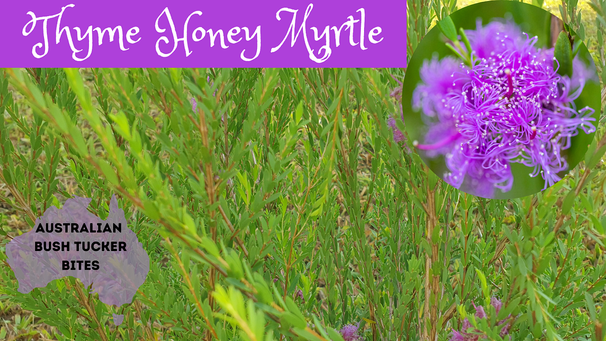 the Thyme and go for the Honey! Australian Bush Tucker Bites
