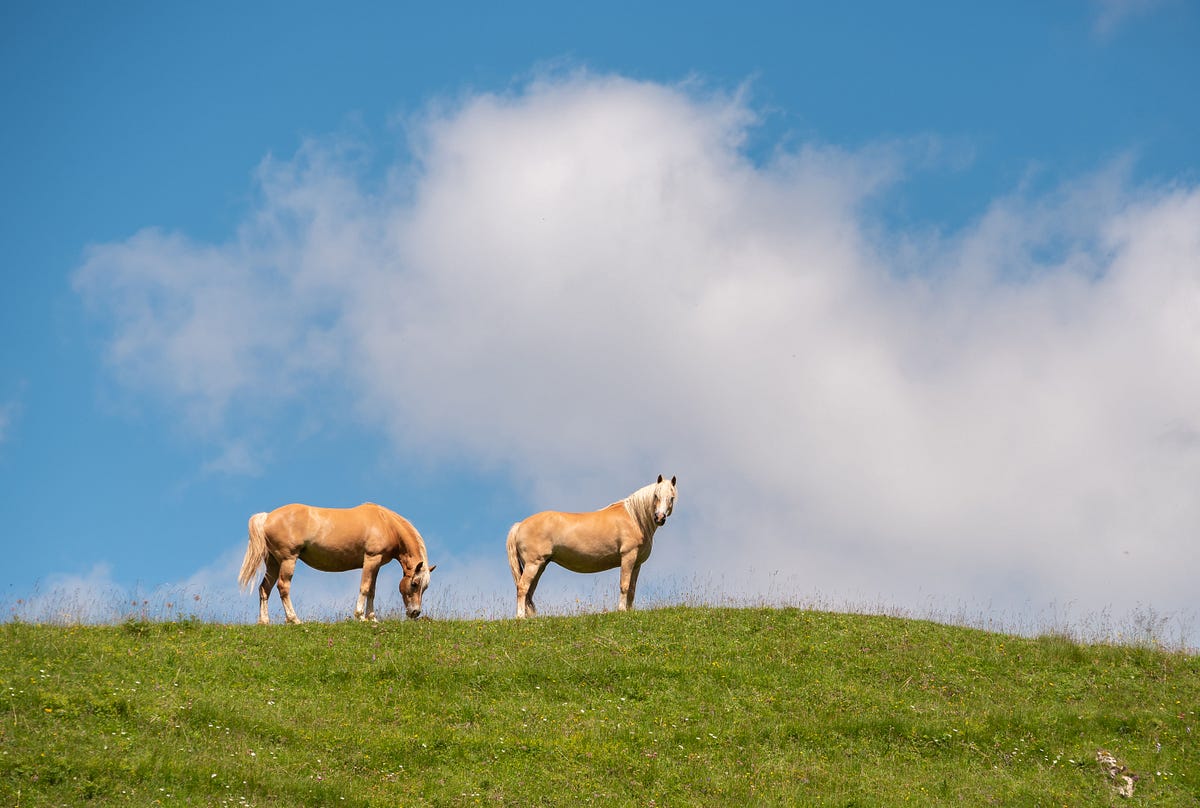 Locking the Barn Door After the Horse is Out — Continuing our survivalist “Prepper” journey