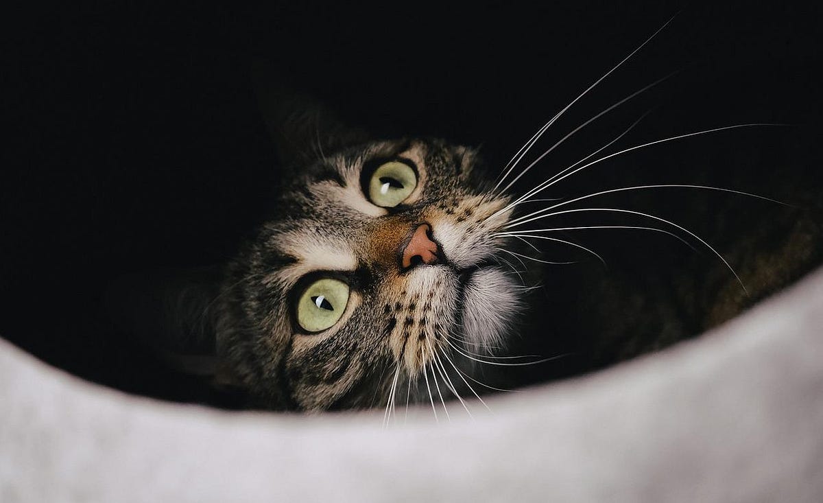 Learn This Cat Commandment to Find a Lost Cat by davidpaul777