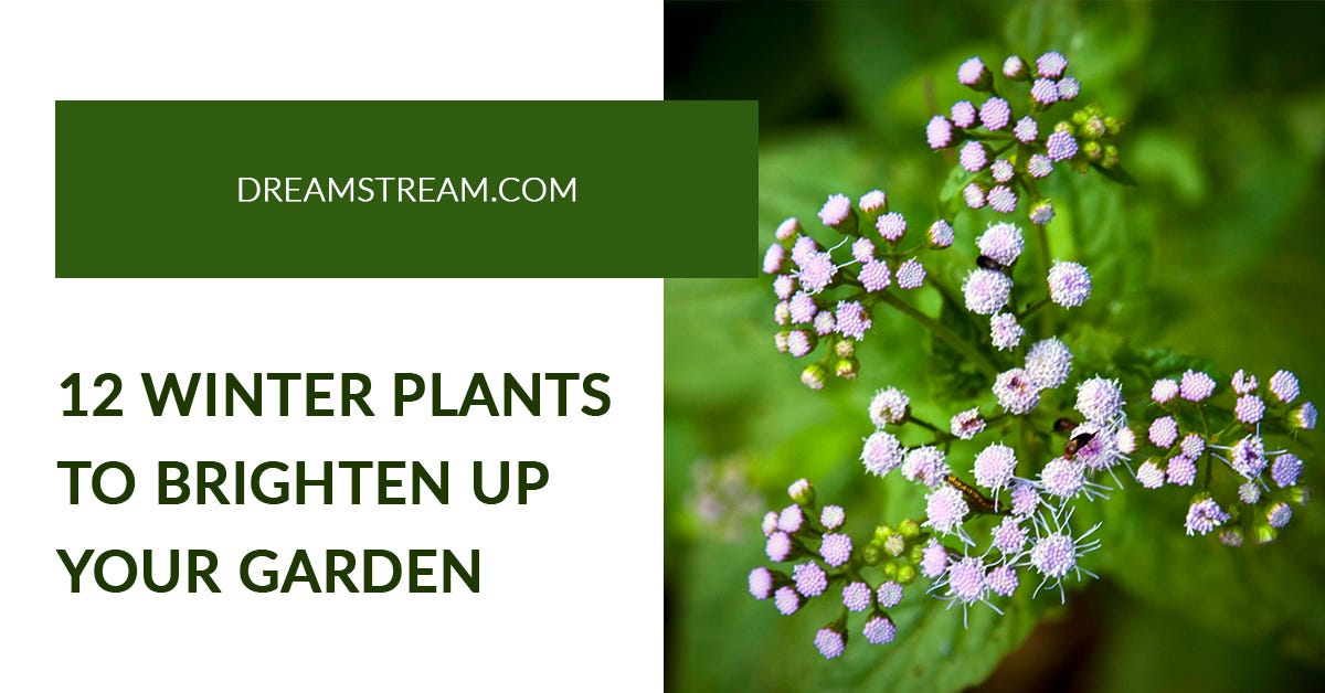 12 Winter Plants To Brighten Up Your Garden | by DreamStream | Medium