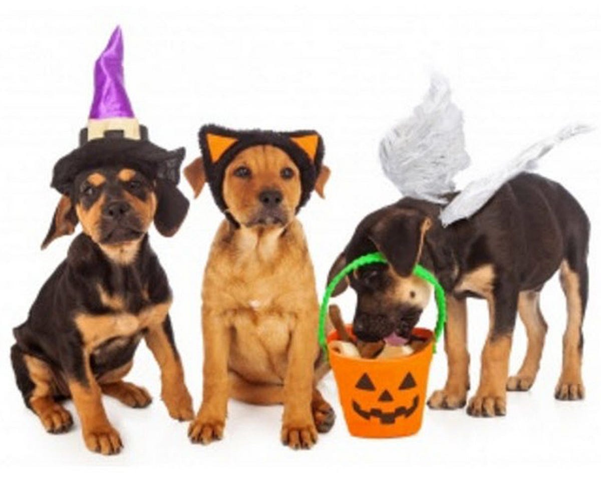 What 350 million spent on Halloween costumes for pets says about a