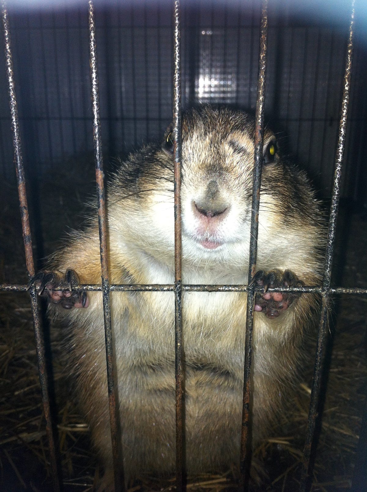 can you have prairie dogs as pets