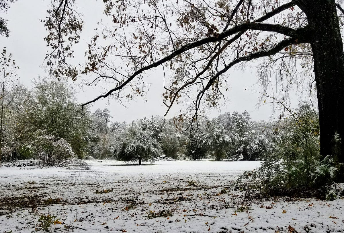Louisiana Snow. The beautiful subtle look of snow in a… by Jeremy