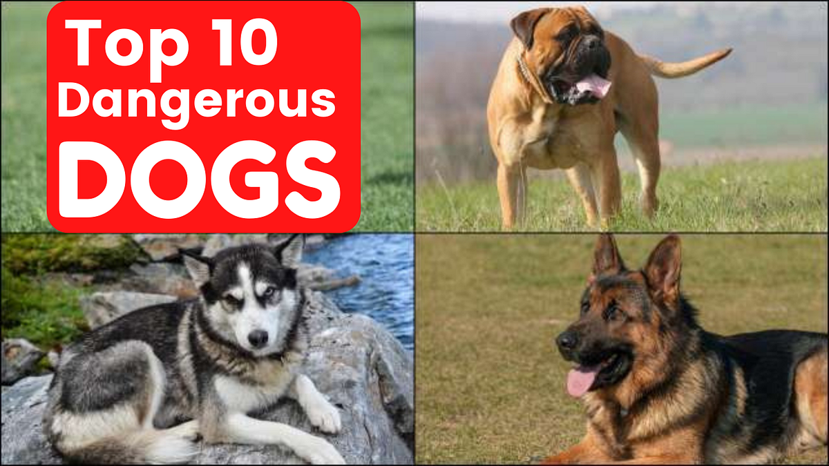 Top 10 Most Dangerous Dogs in the World in 2022 Fun Facts Galore