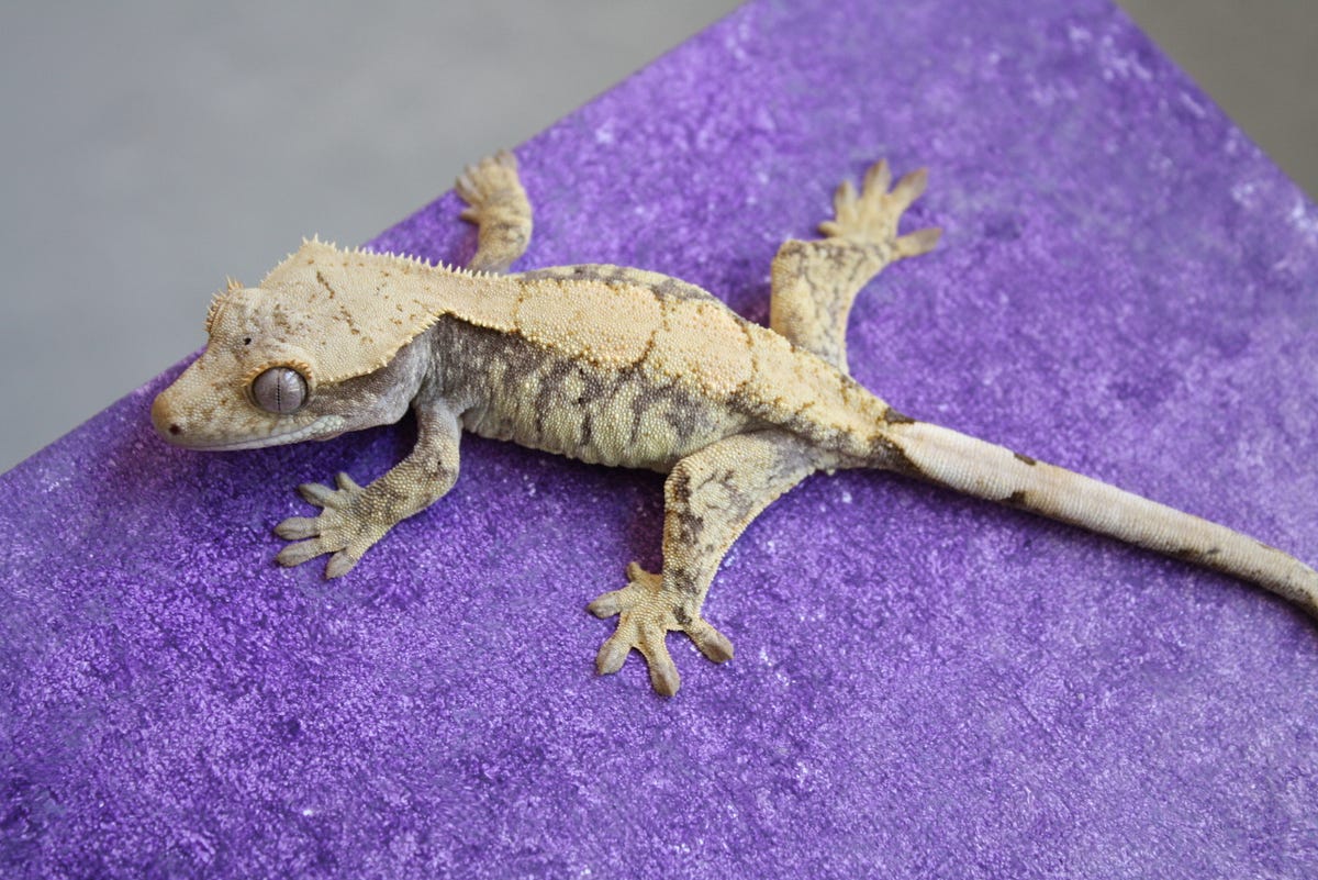 The Complete Crested Gecko Care Guide by Hunter Byrd Medium.