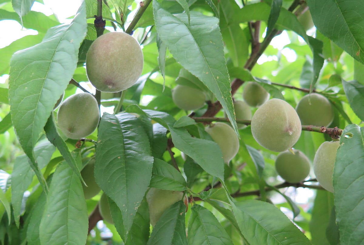 Barriers to Growing Fruit Trees: There Would Be Too Much to Harvest