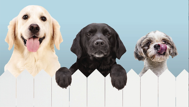 Everything Three Dogs Taught Me That I Didn T Learn In Veterinary By Grand Central Publishing Galleys Medium Everything Three Dogs Taught Me That I Didn T Learn In Veterinary By Grand Central Publishing Galleys Medium
