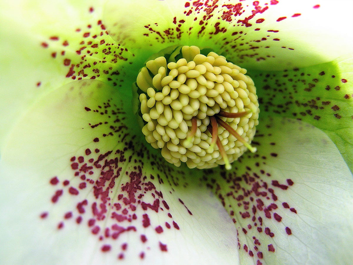 An Ode to the Flowers. an photographic tribute to the flowers… by