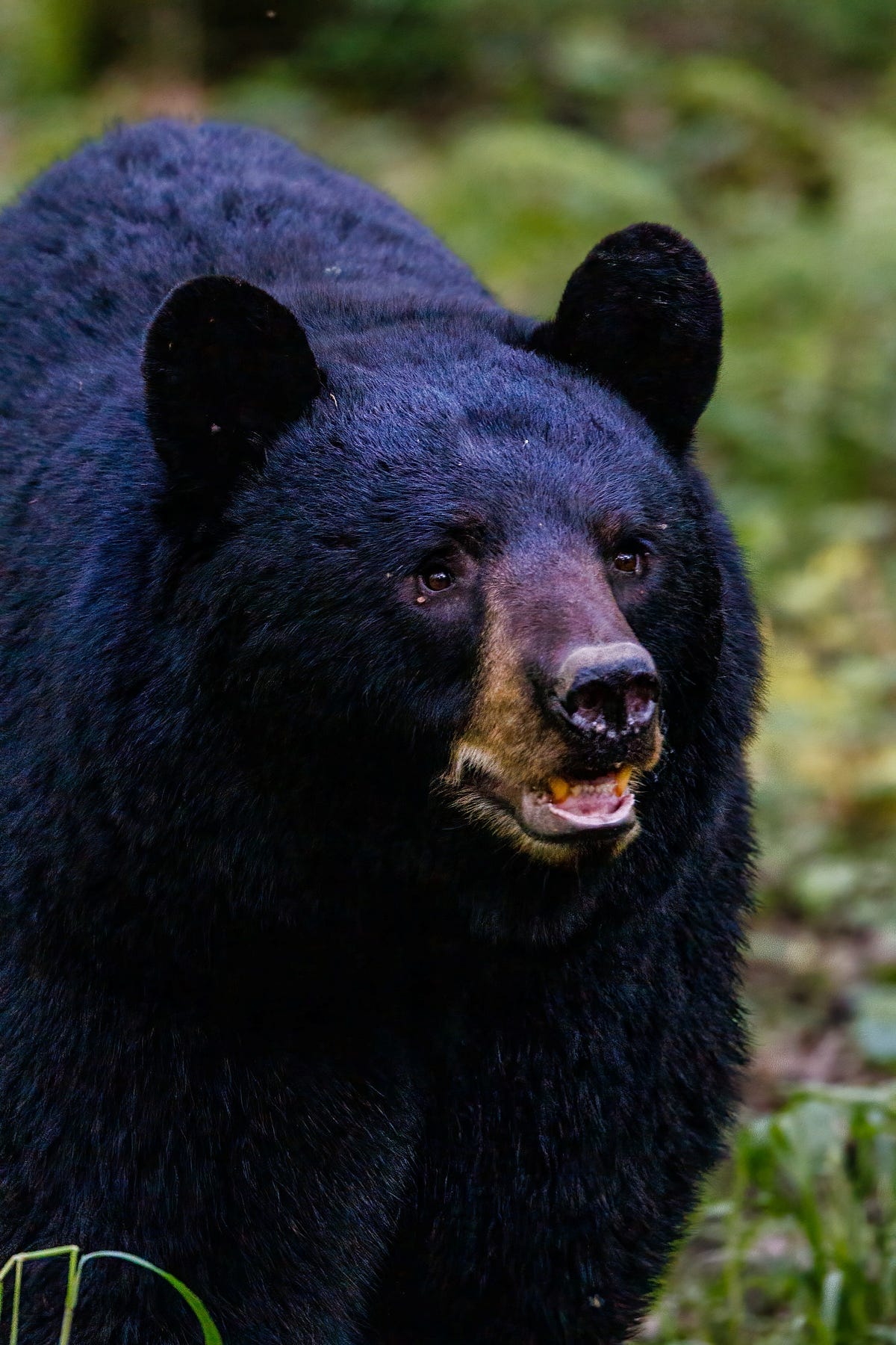 Cocaine Bear…These True Tales of Drugged Animals Will Give You
