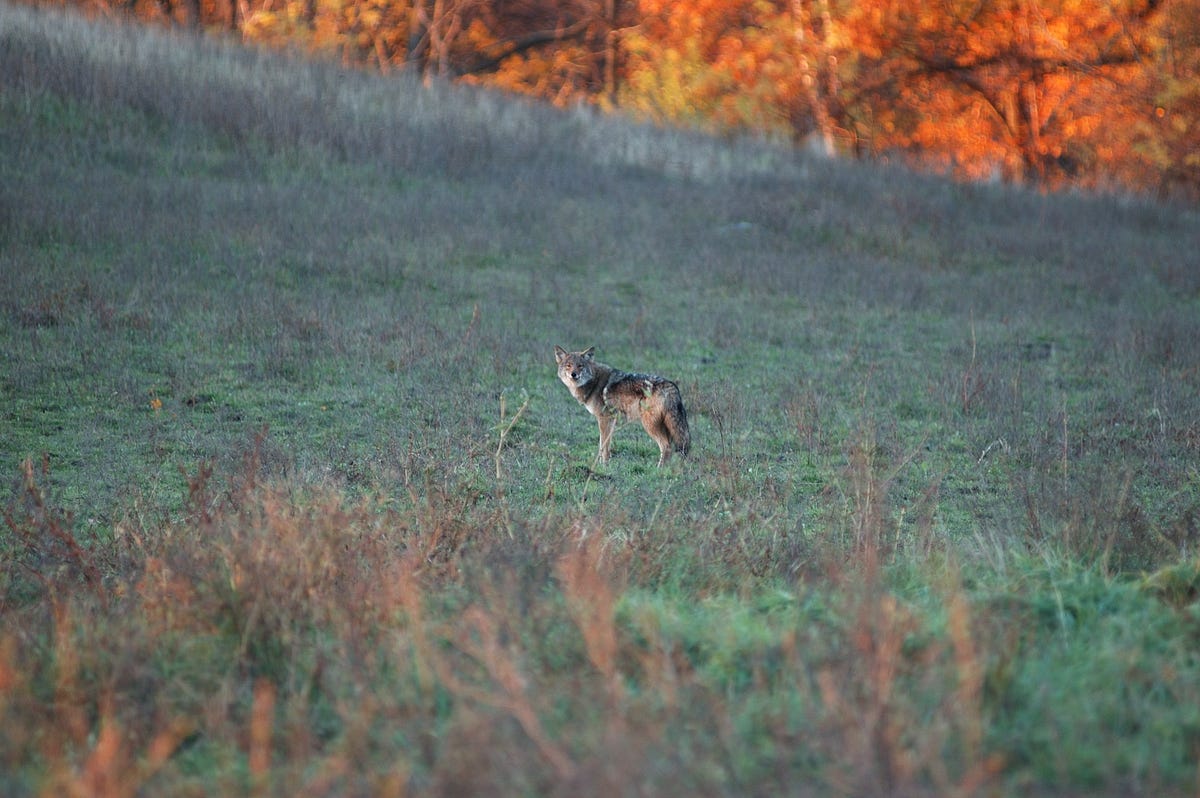 Species Spotlight: Coyote - Mohonk Preserve - Medium How To Preserve A Coyote Tail