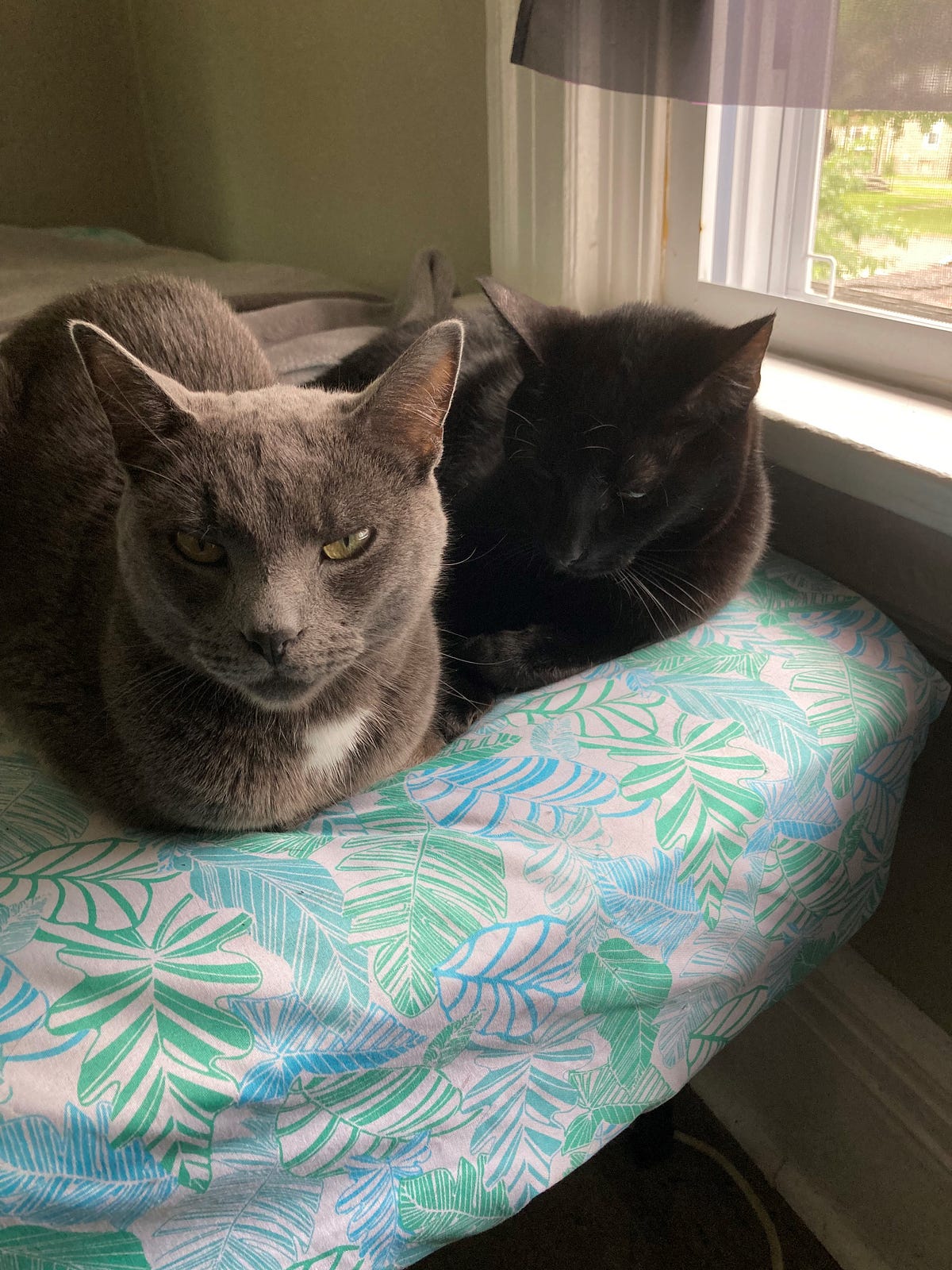 Picture of How My Cats Help Me to Manage My PTSD | by Hope Rising | ILLUMINATION ...