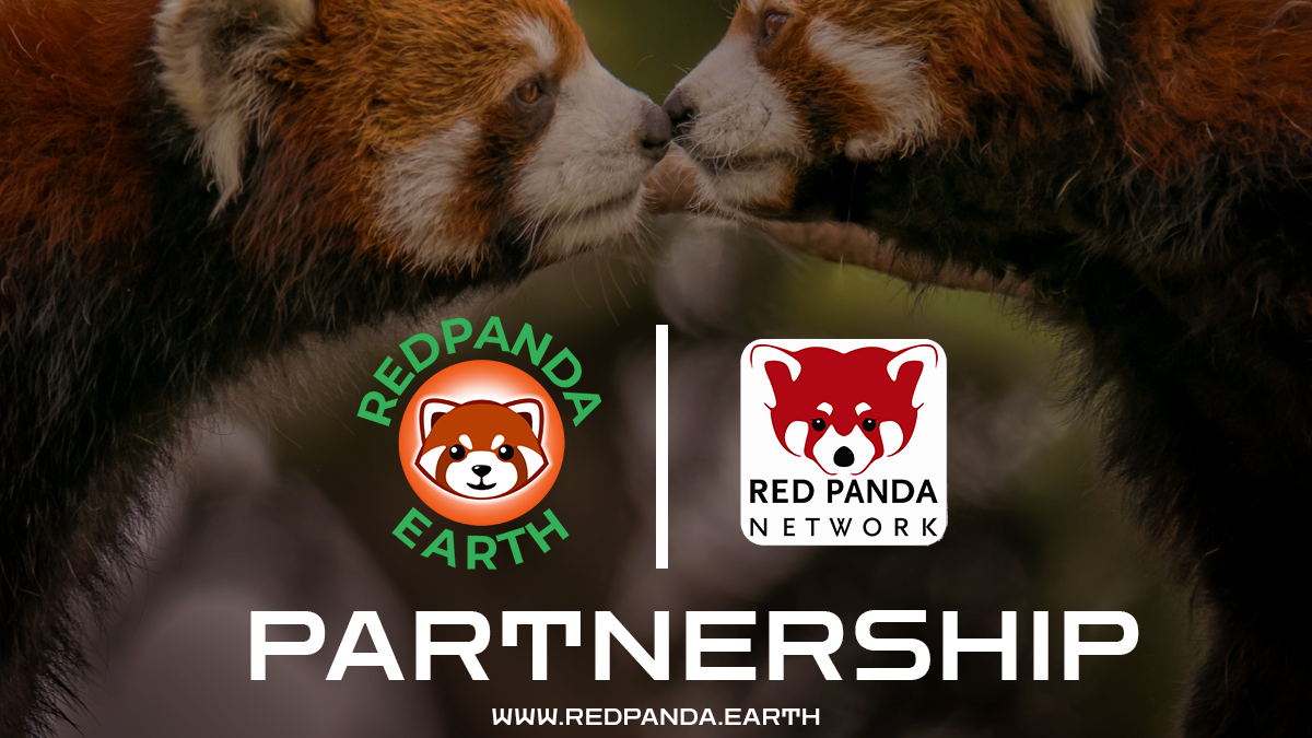 RedPanda Earth Partners with Red Panda Network — the World Leader in Red  Panda Conservation! | by RedPanda Earth | Medium