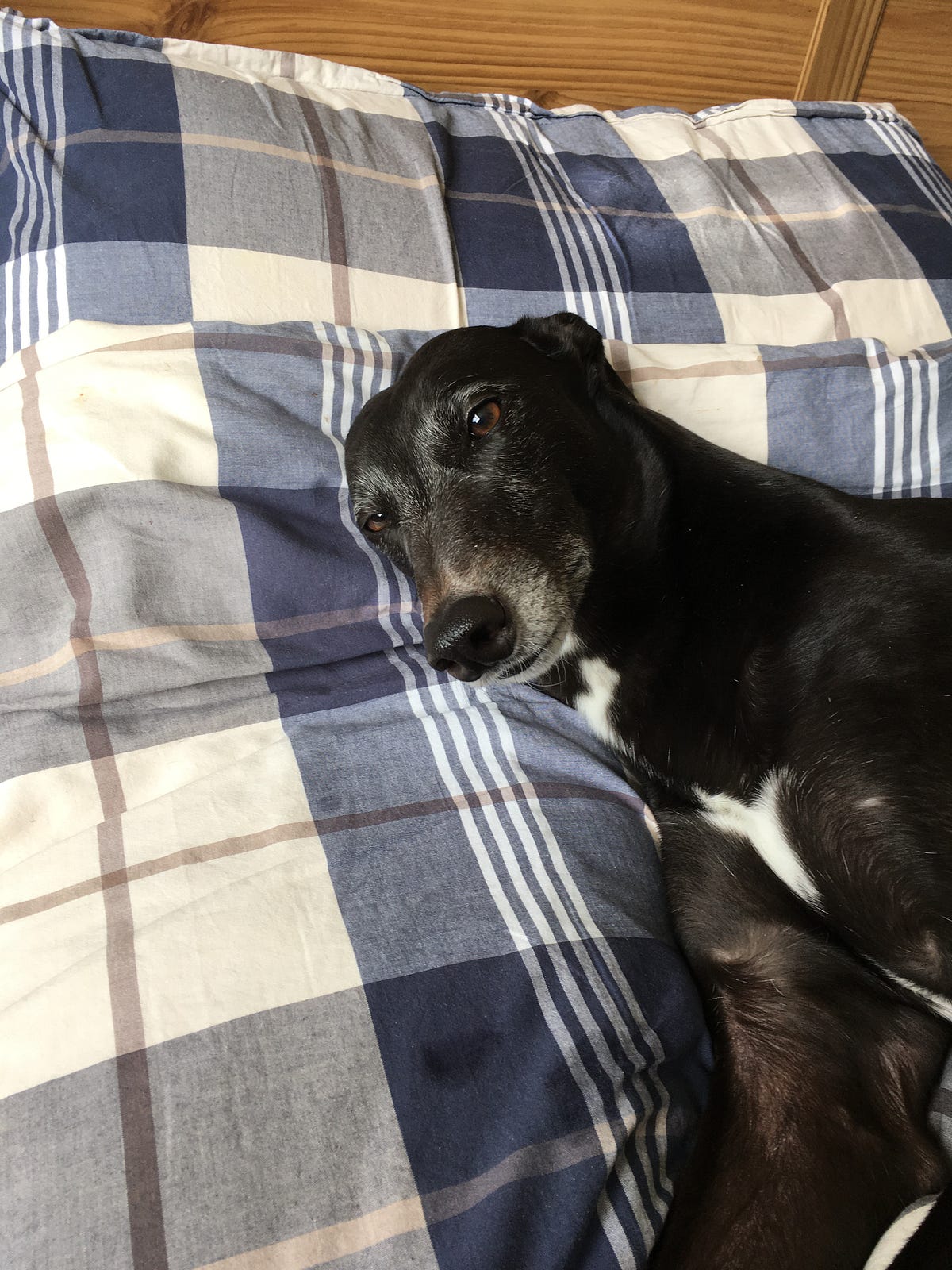 Where does your dog sleep?. The day our greyhound Dash came home… by