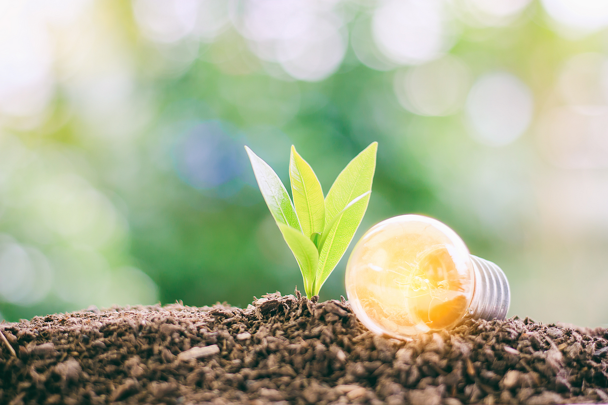 Plante radici, germogli e foglie che producono
