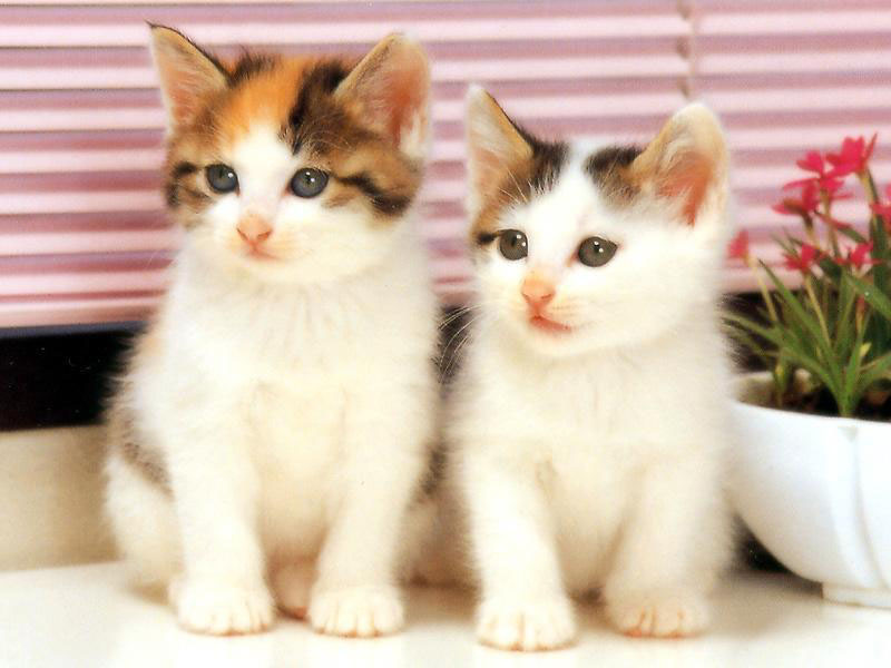 Obat Flu Kucing Soreang Di Jawa Barat 0821 3543 9895