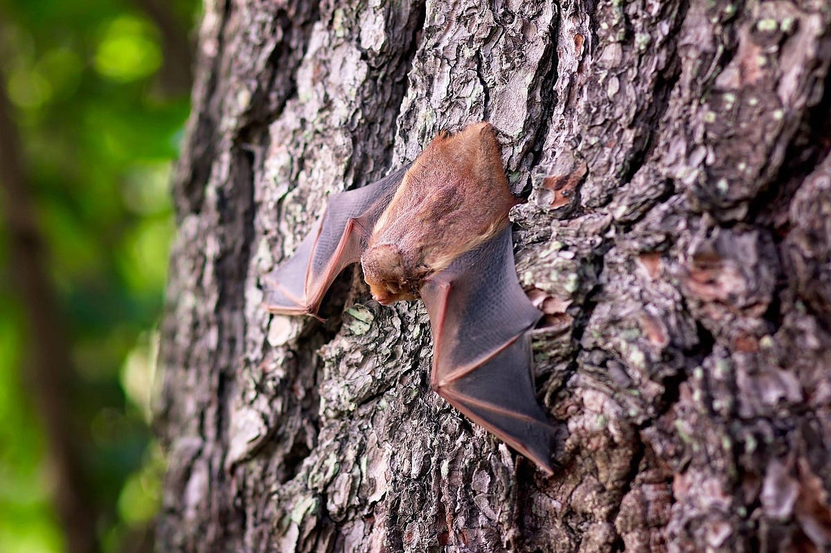 Why you need bats in your garden. Bats, not the cutest or most loved