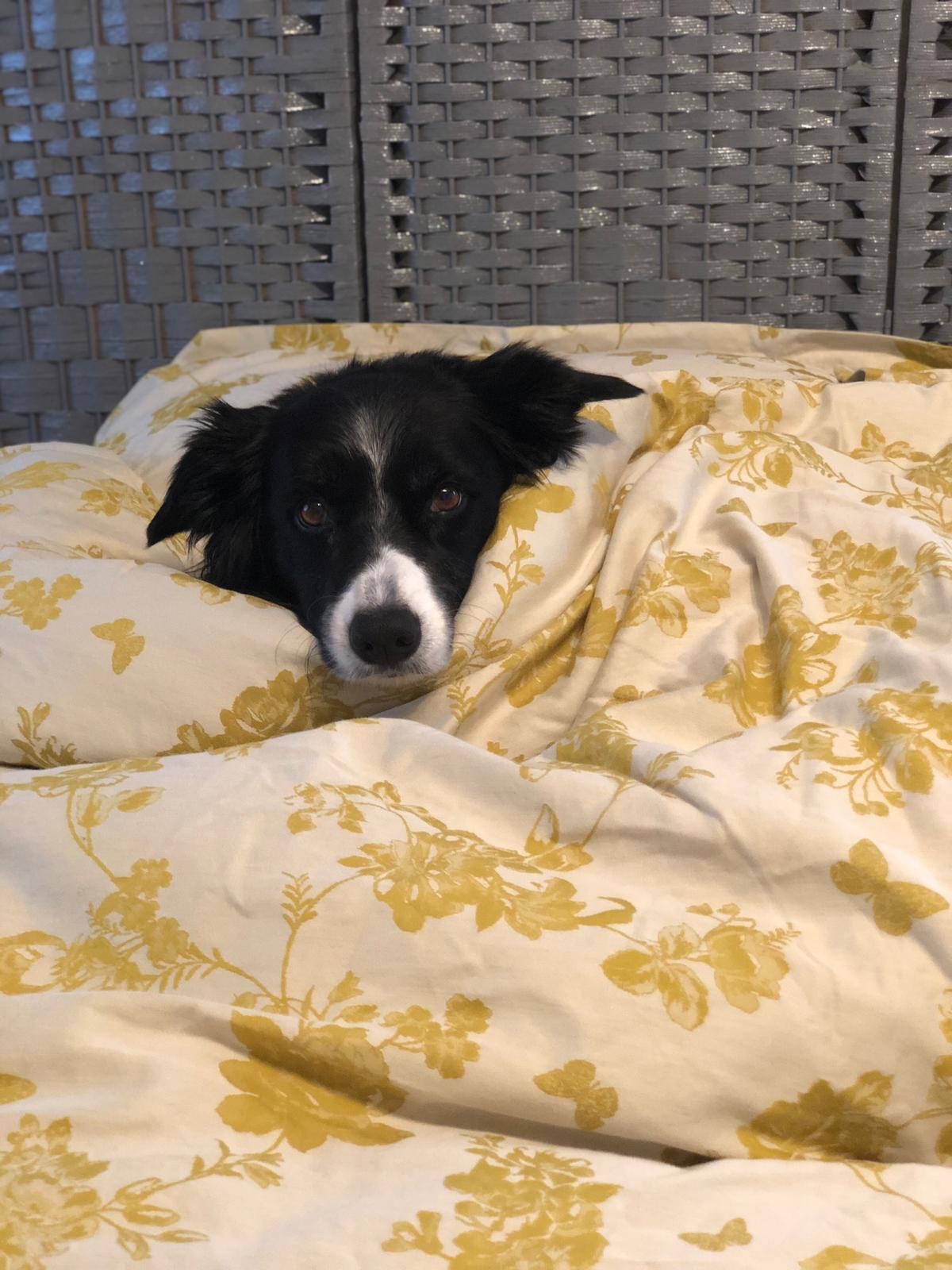 Lockdown Lifts, But Leave Your Dogs at Home! by Cheshire Dog School