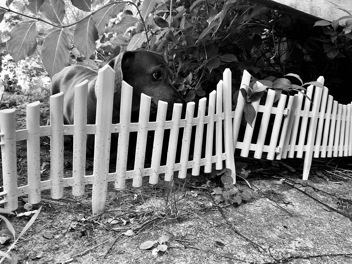 Keeping the Coyotes Out. Peering through the fence by Paul Mansfield