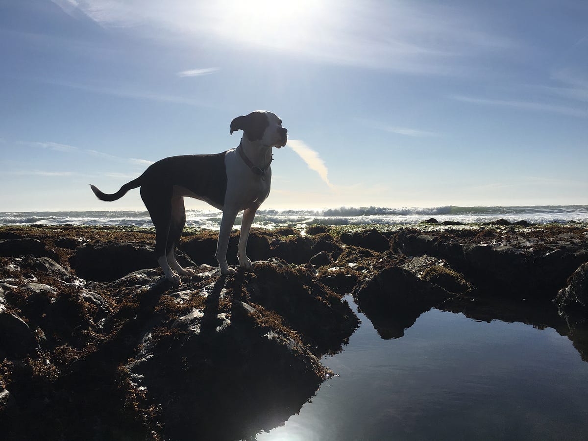 Five of the best dog-friendly hikes on the Peninsula | by THE SIX FIFTY