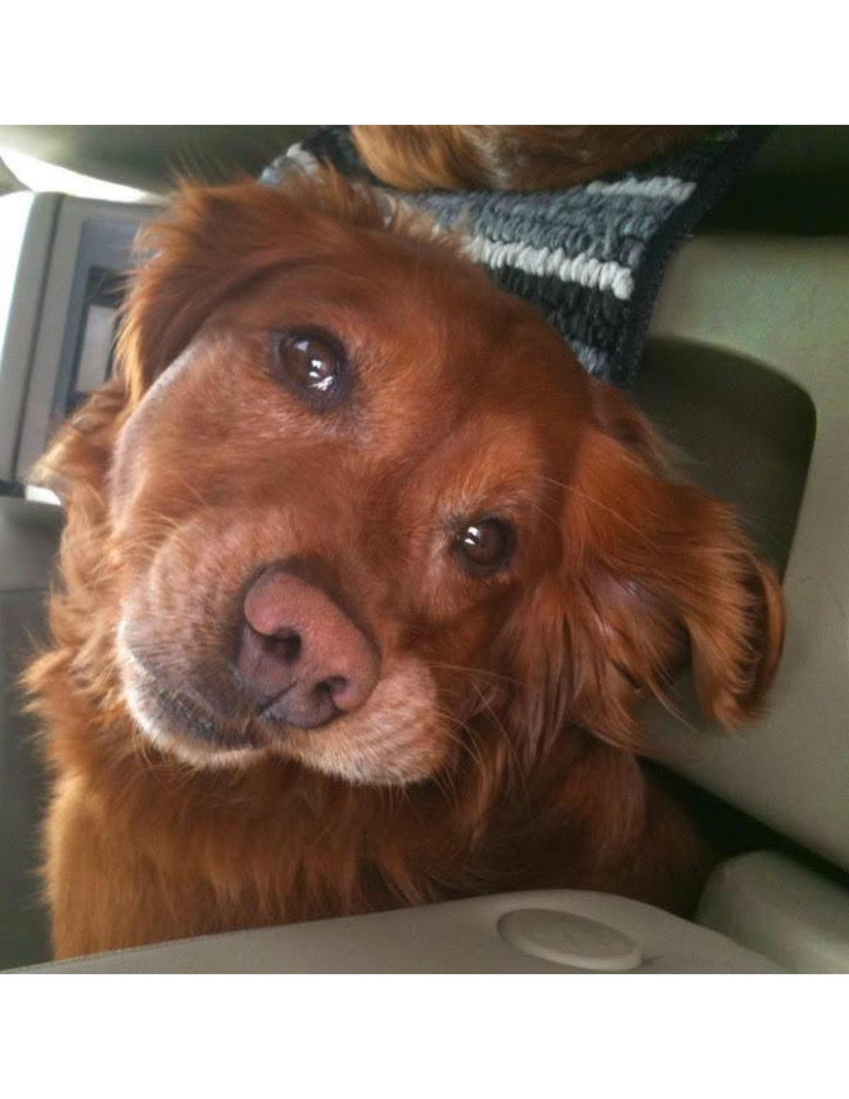 Greatest Compliment You Can Give. I absolutely love dogs. by Sam Moen Medium