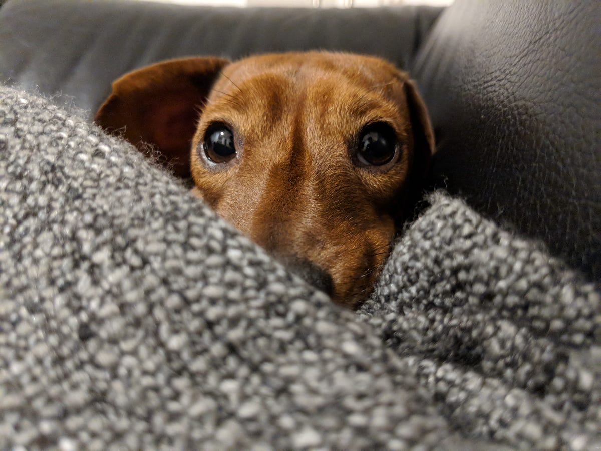 Using Deep Learning To Identify Your Dog Breed | by Felipe Besson ...