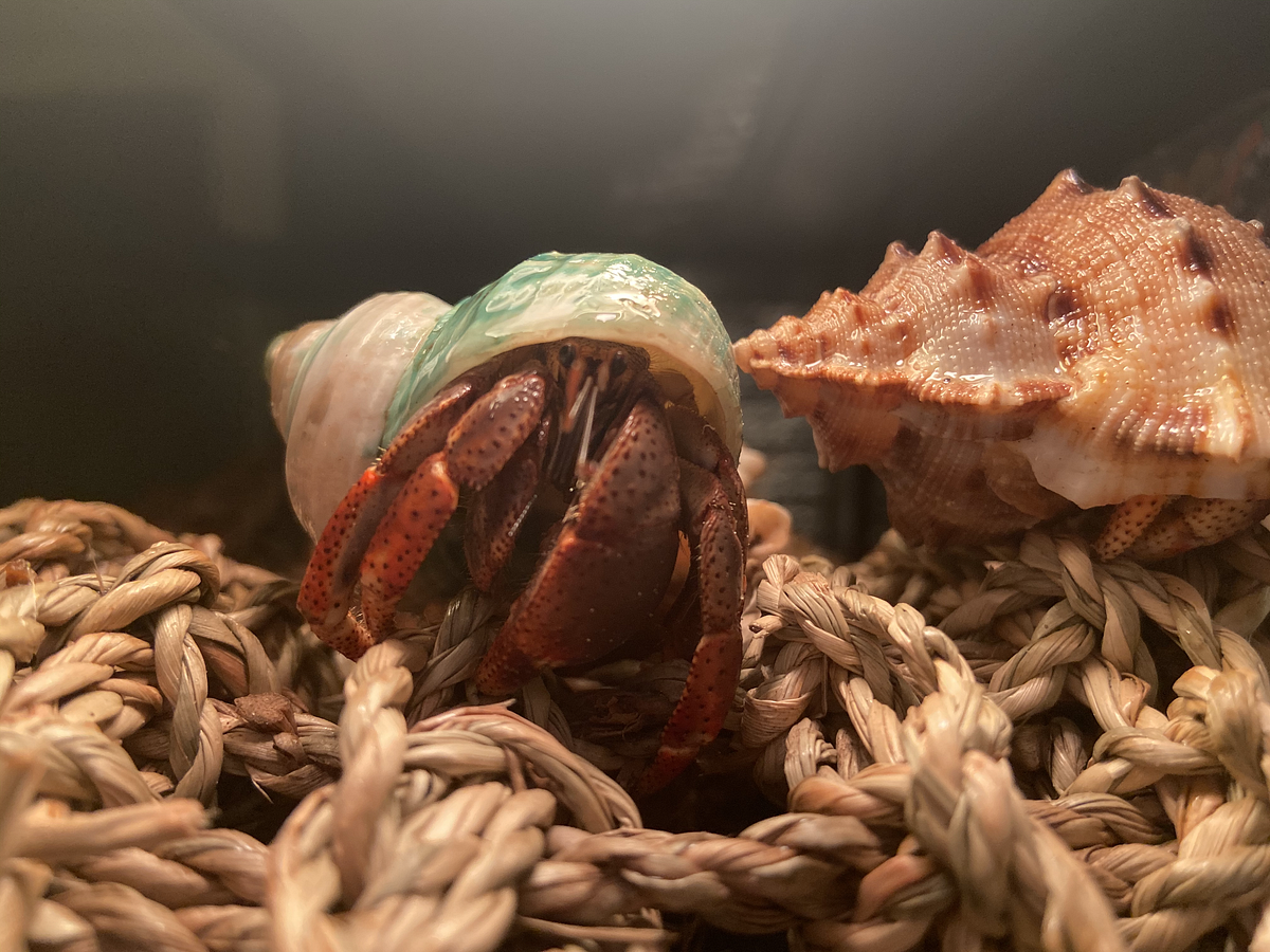 land hermit crabs for sale online