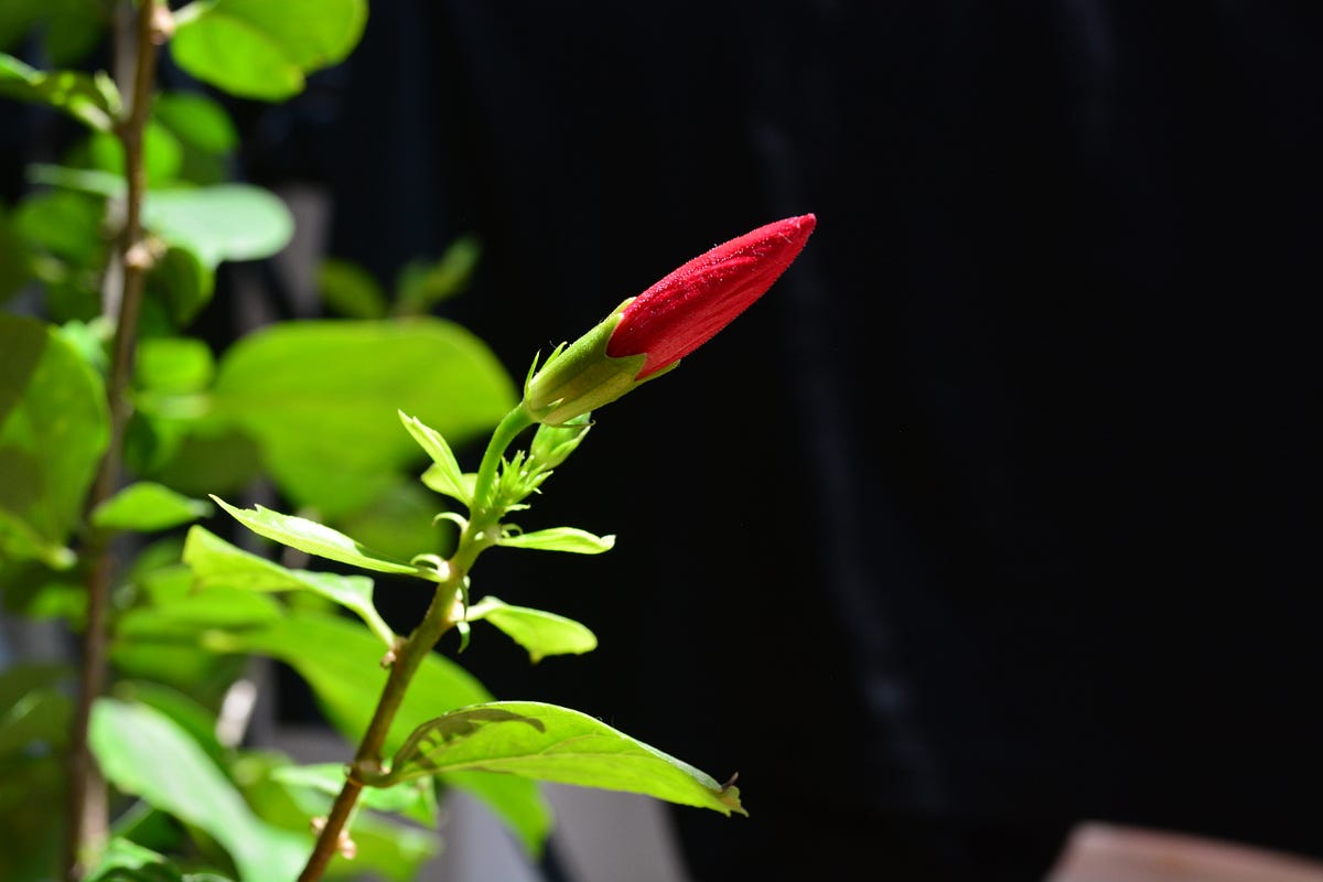 Be a Plant. Plants. The love we feel for plants is… by Ramya “Vinca