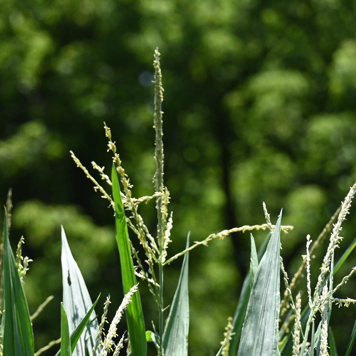 Corn Tassels. The arrival of the tassels means that… by John Dean SNAPSHOTS Medium