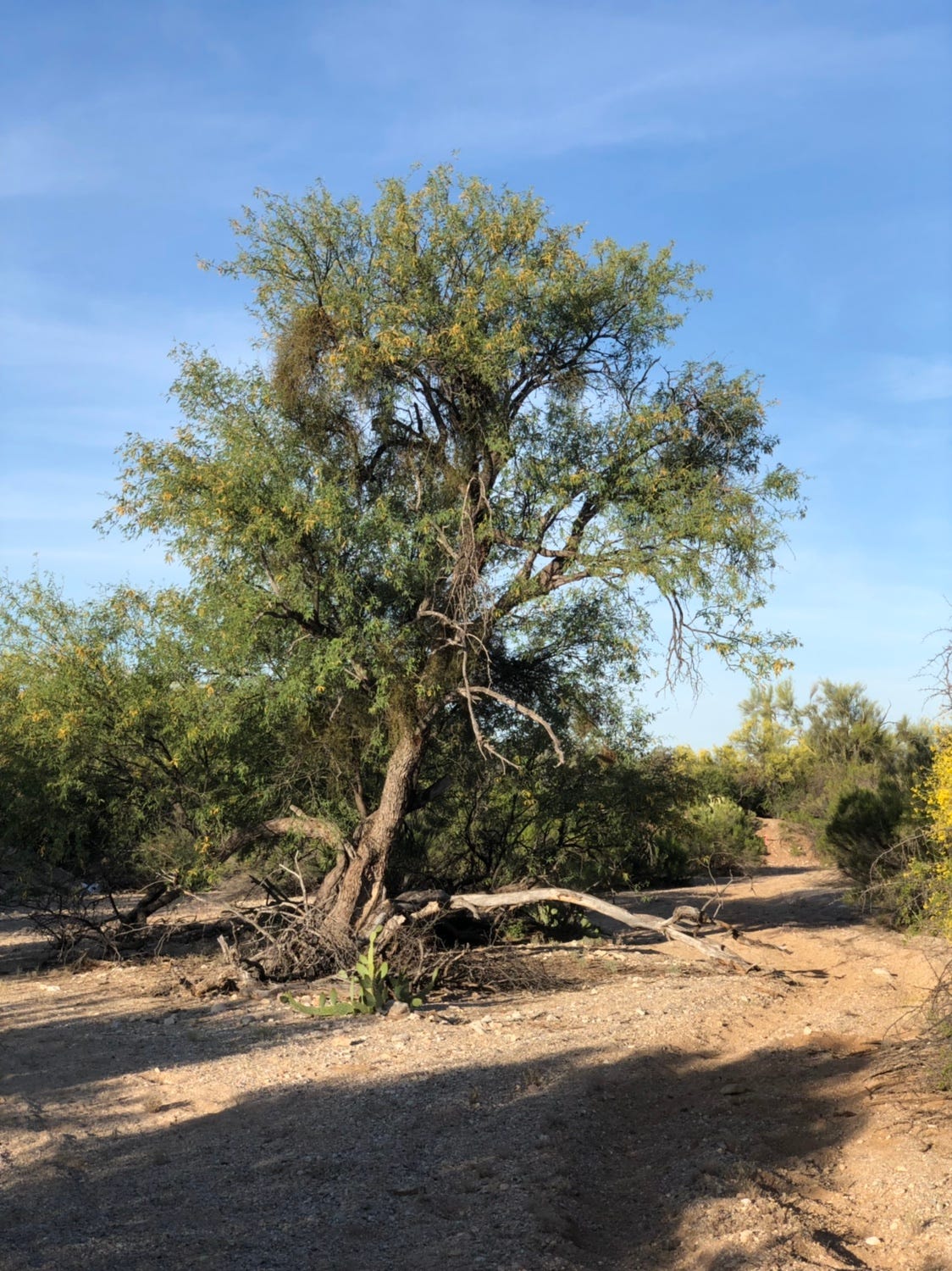 Desert Fragrance Anthem The Morning Perfume Of Our Backyard By