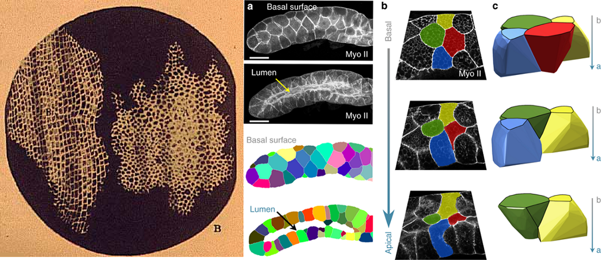 Redefining Geometry in Biology?. Math and biology are two fields that
